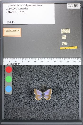 Media type: image;   Entomology 54054